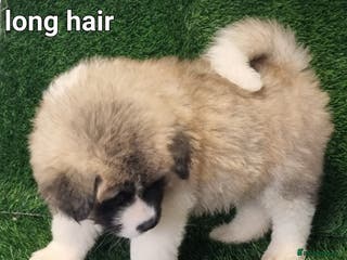 Akita dogs Long hair akita pups READY - Advert 11