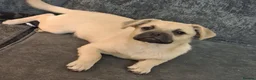 Mixed Breed dogs for sale: French bulldog x german spitz - Advert 4
