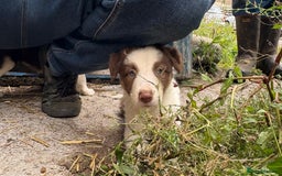 Border Collie dogs for sale: Red and white Border Collie Pups  - Image 2