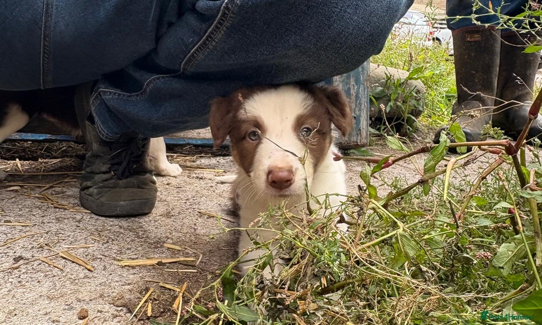 Border Collie dogs for sale: Red and white Border Collie Pups  - Image 2