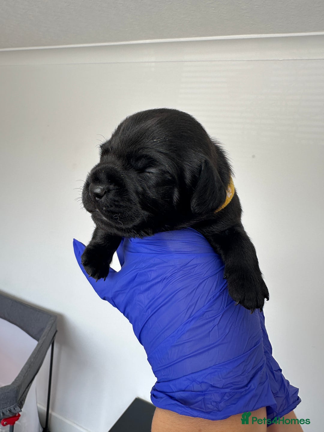 Mixed Breed dogs for sale: 8 Frenchies/cockapoo puppies for sale  - Image 1