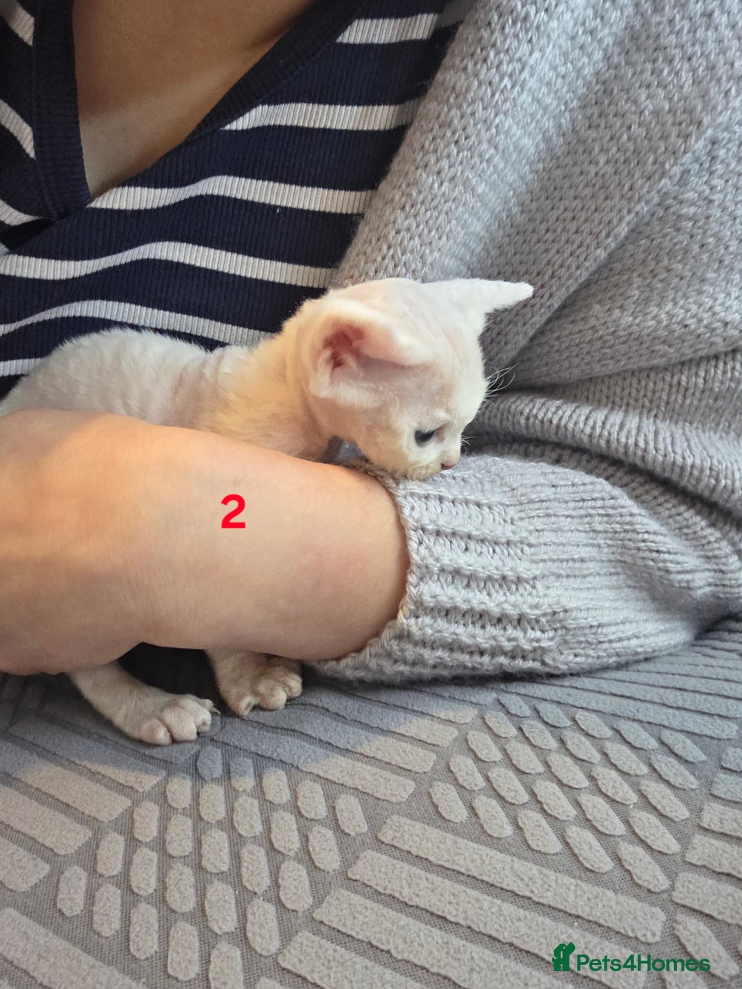 Devon Rex cats for sale: ✨ Beautiful Devon Rex Kittens – GCCF Registered ✨ - Advert 9