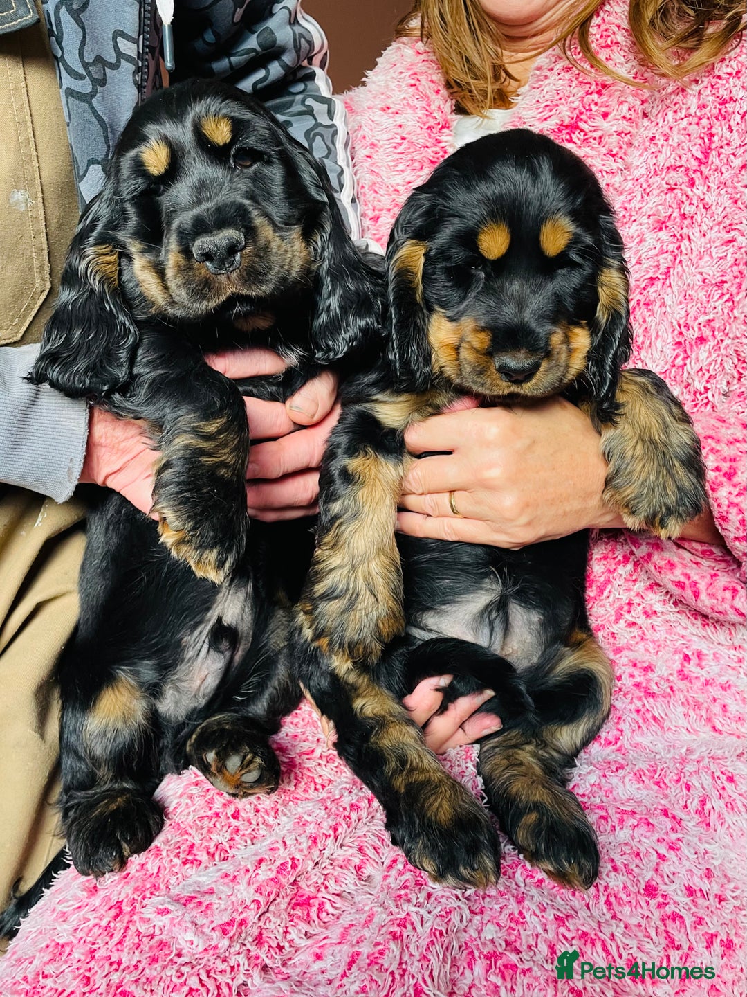 Cocker Spaniel dogs for sale: Top quality fully health tested show cocker pups - Image 25