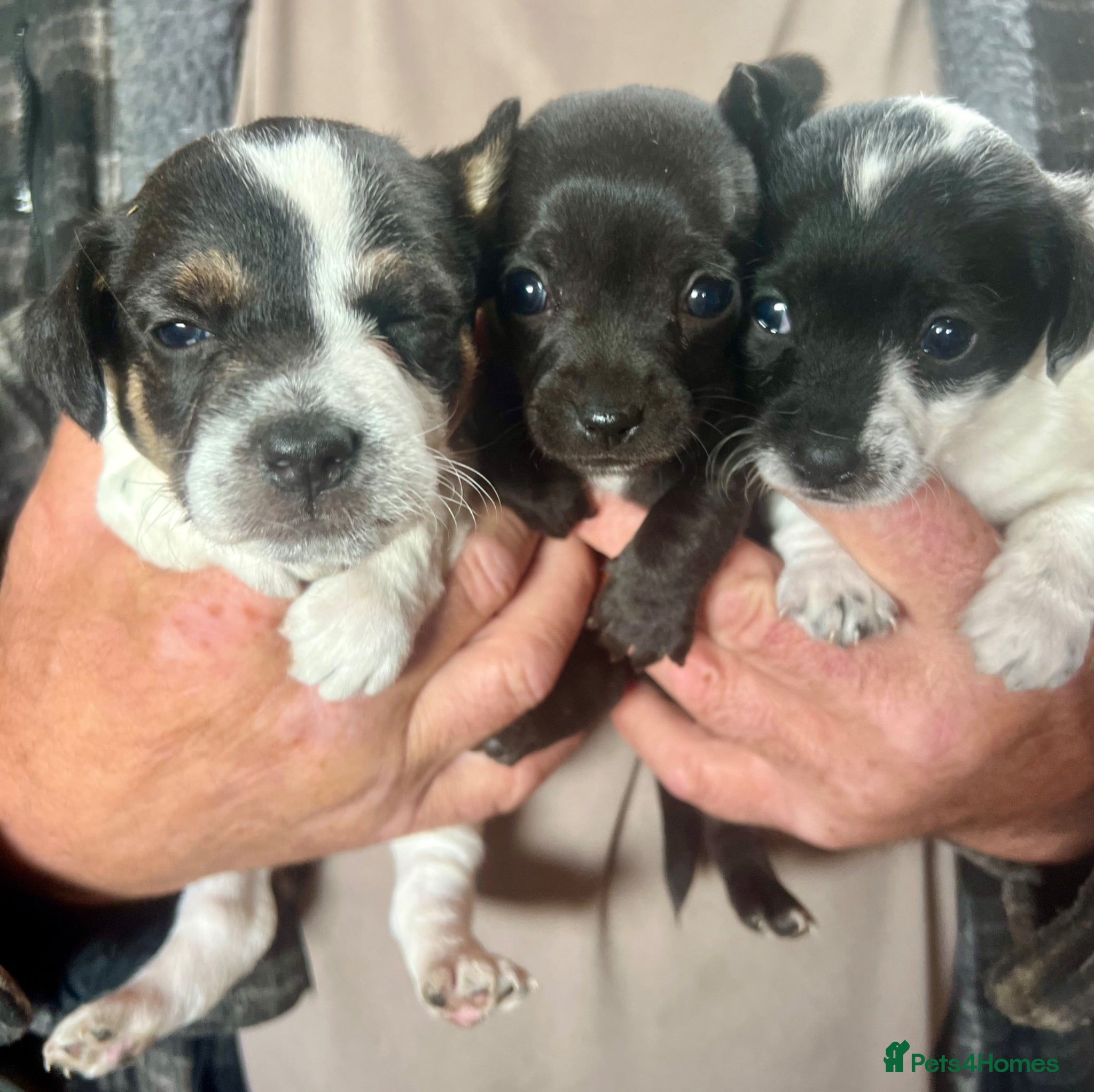 Mixed Breed dogs stunning tiny Chihuahua X terrier puppies - Advert 9