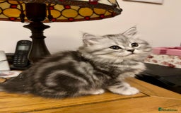 British Longhair cats for sale: Silver tabby British Longhair pedigree registered  - Image 11
