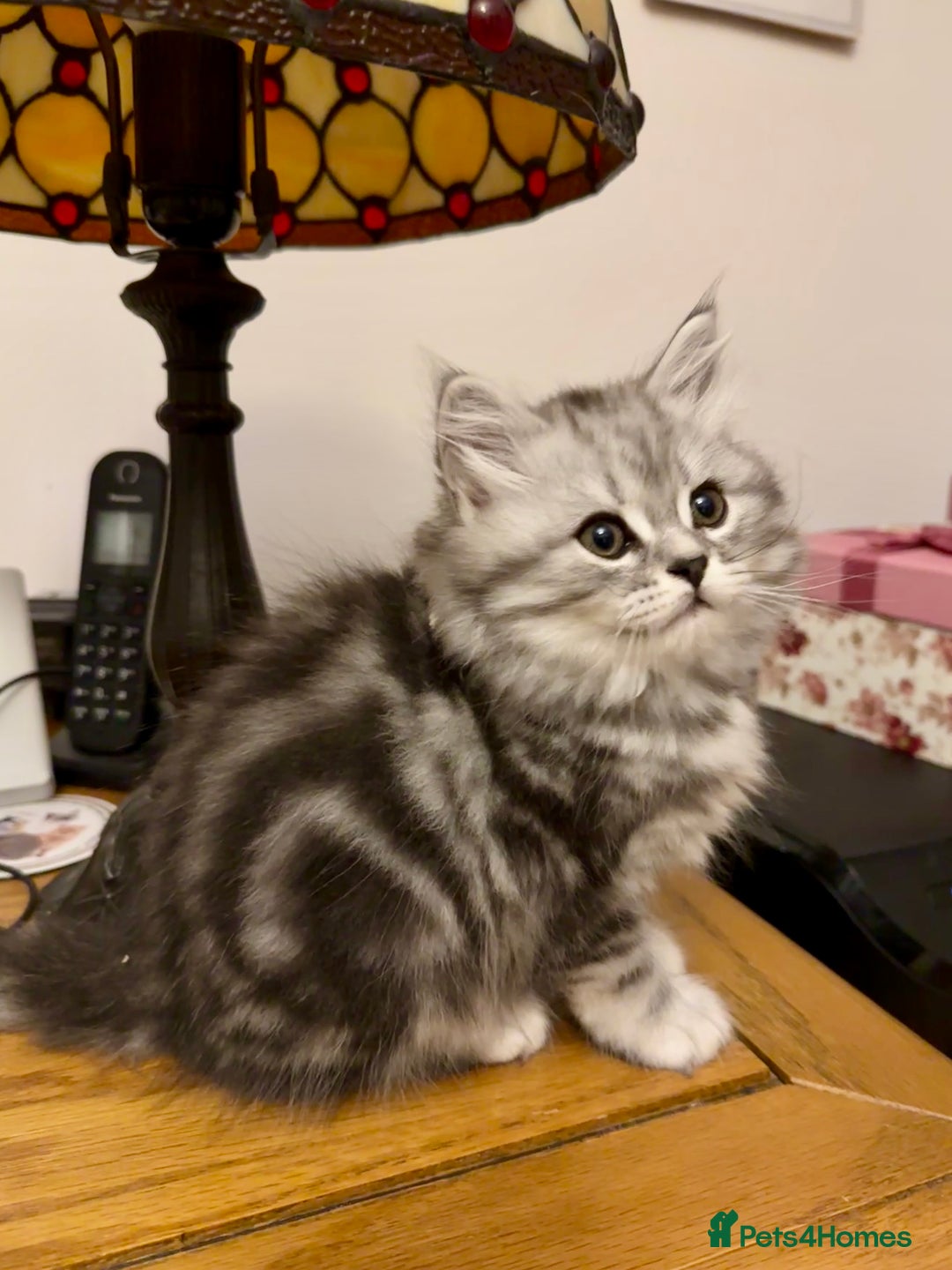 British Longhair cats for sale: Silver tabby British Longhair pedigree registered  - Image 11