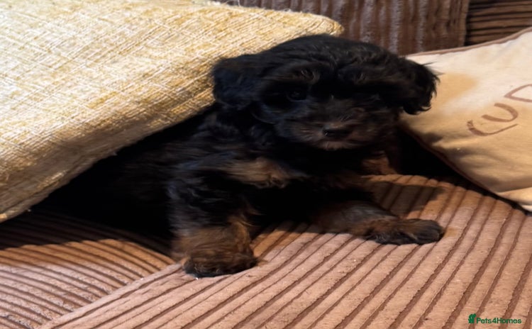 Chipoo dogs - Advert 1
