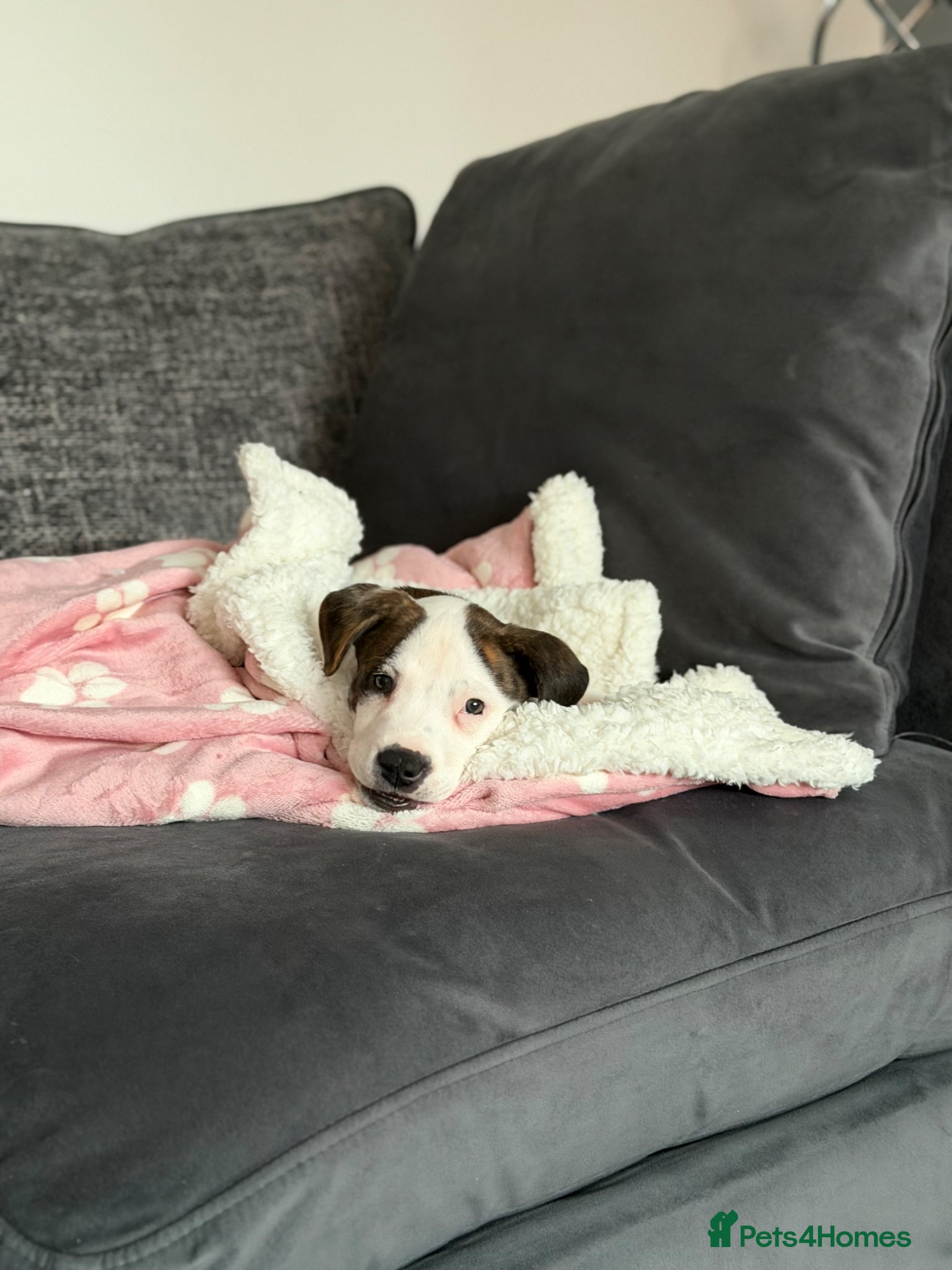Mixed Breed dogs Cleo - Staffordshire bull terrier cross lab  - Advert 15