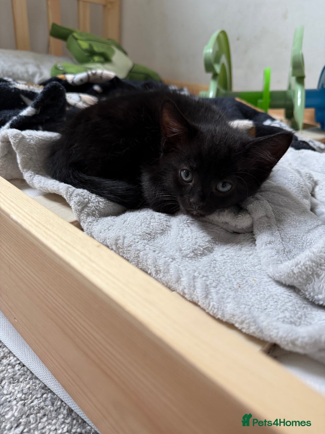 Mixed Breed cats for sale: Beautiful kittens  - Image 1