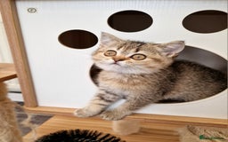British Shorthair cats for sale:  Super friendly /lap Bsh kittens 2left😍 - Image 1