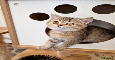 British Shorthair cats - Advert 10