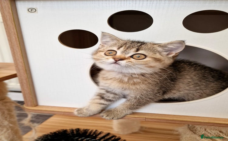 British Shorthair cats - Advert 7