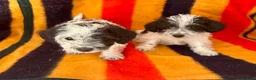 Jackapoo dogs for sale: Beautiful Jackapoo Puppies – Ready Now - Advert 6