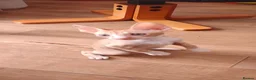Cornish Rex cats for sale: Cornish Rex Kittens Available for Reservation  - Advert 4