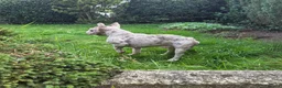 French Bulldog dogs for sale: Isabella Merle French Bulldog  - Advert 3