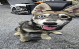 Siberian Husky dogs for sale: Luna - 6 Month Old Female Husky - Image 3