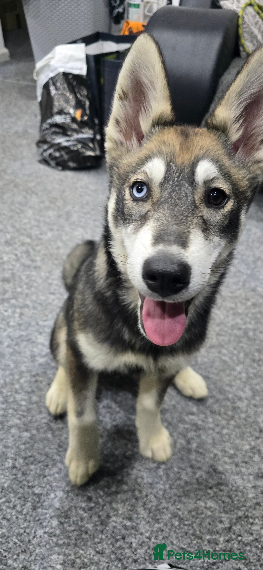 Siberian Husky dogs for sale: Luna - 6 Month Old Female Husky - Image 3