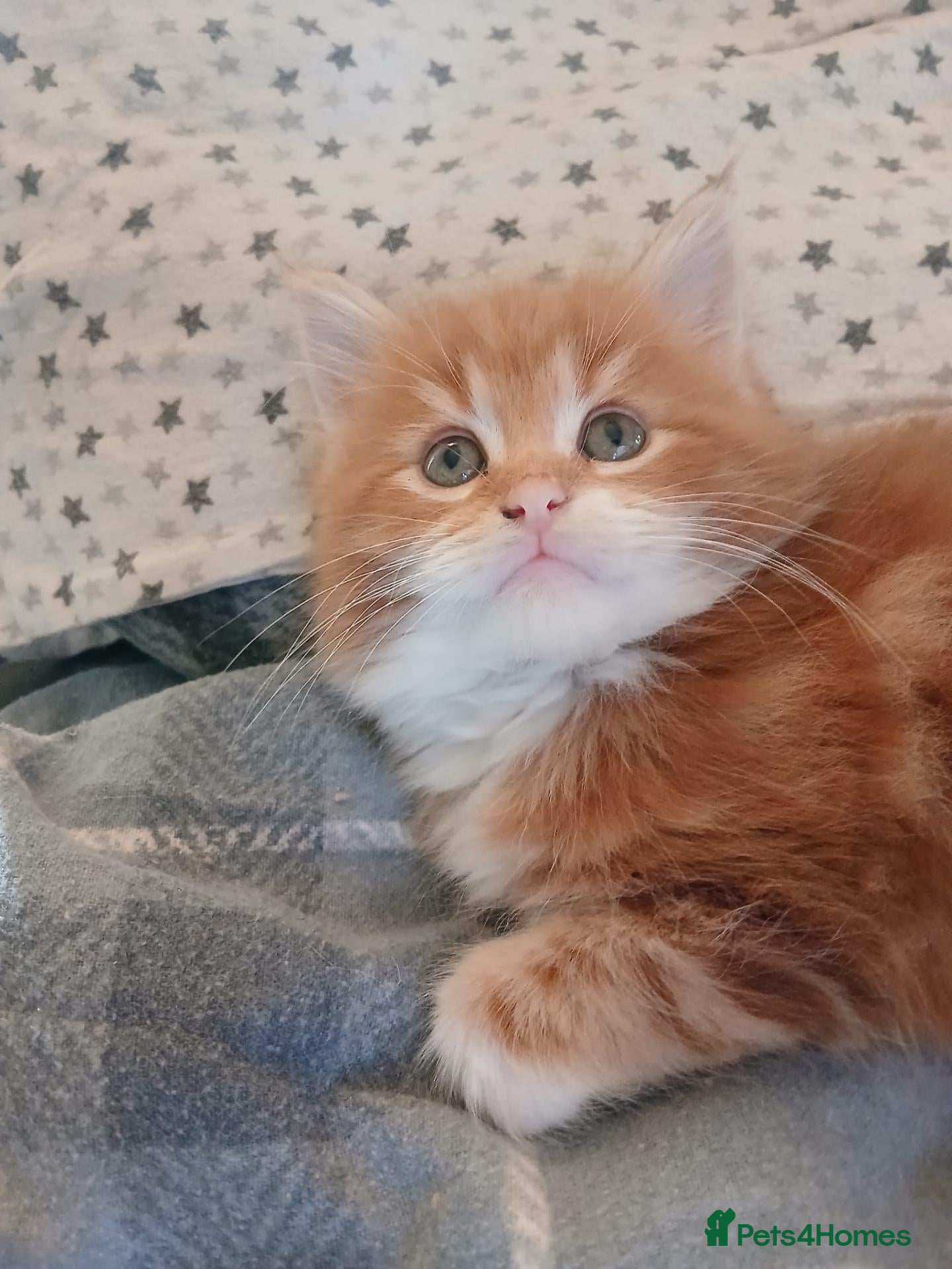 Maine Coon cats for sale: XL Maine Coon - Red/silver - Advert 6