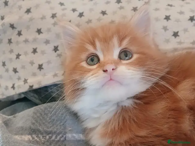 Maine Coon cats for sale: XL Maine Coon - Red/silver - Advert 6