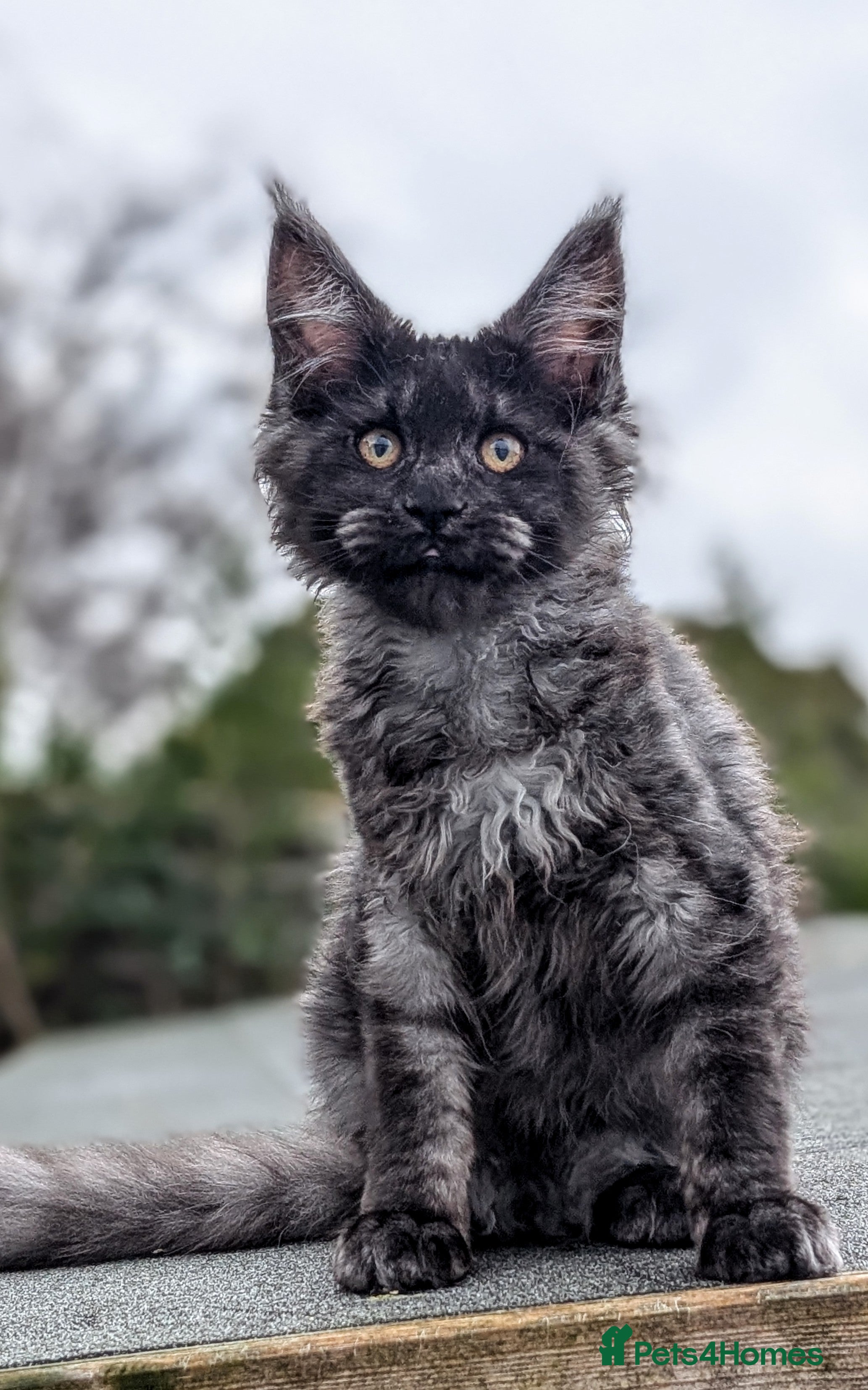 Maine Coon cats Pedigree, Tica registered kittens - Advert 10