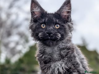 Maine Coon cats Pedigree, Tica registered kittens - Advert 10