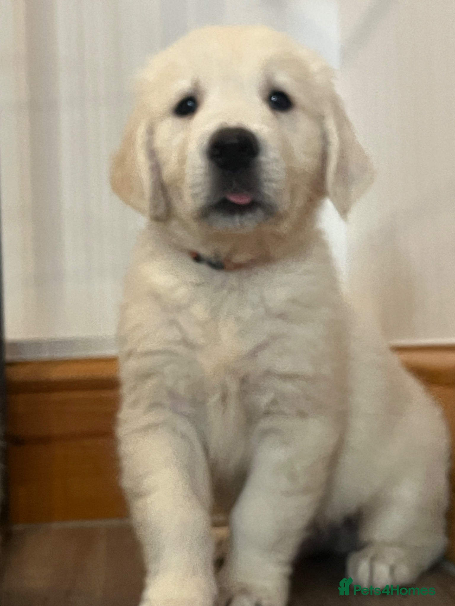 Golden Retriever dogs READY TO GO KC Old English Cream Golden Retrievers - Advert 2