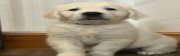 Golden Retriever dogs for sale: KC Old English Cream Golden Retrievers - Advert 3