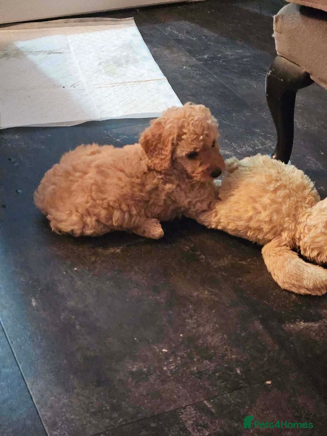 Poodle dogs for sale: miniature poodle puppies for sale (READY NOW ) - Advert 9