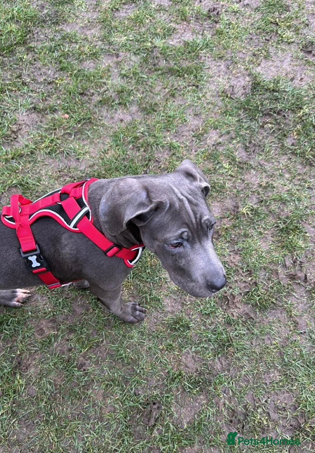 Cane Corso dogs for sale: Elsie - Advert 2