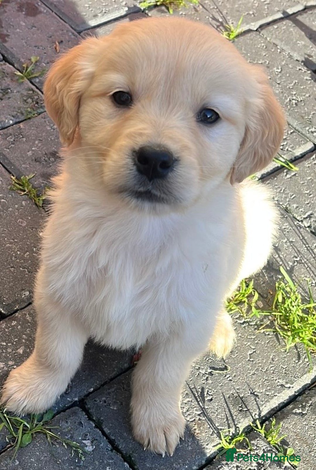 Golden Retriever dogs for sale: Chunky golden retriever pups - Advert 14