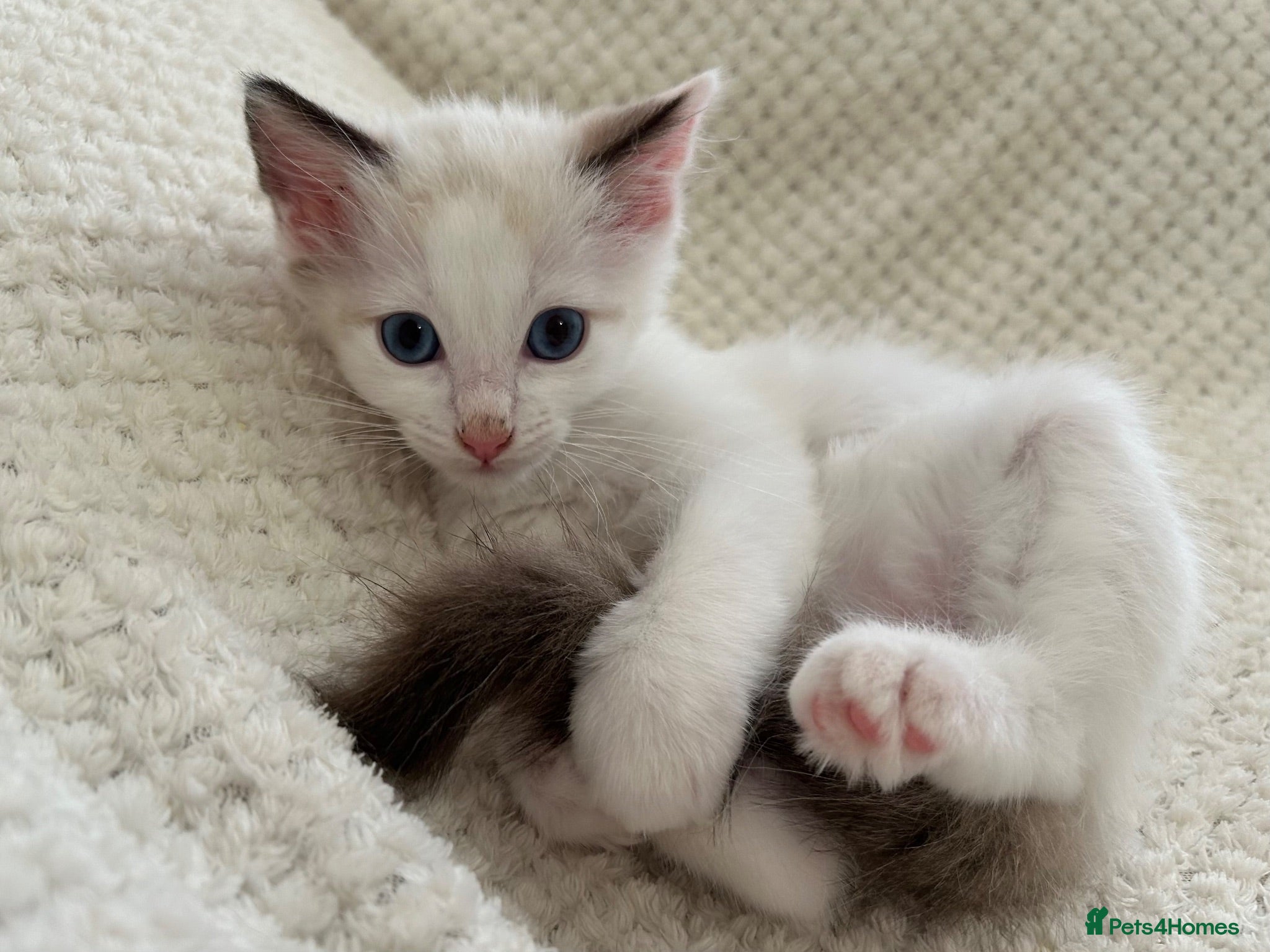 Ragdoll cats Lilac Bicolour Ragdoll Kittens - Advert 17