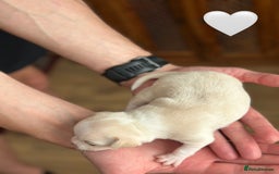 Chihuahua dogs for sale: 6 Gorgeous Chihuahua Puppies 🐶💙🩷🩷🩷🩷💙  - Image 30