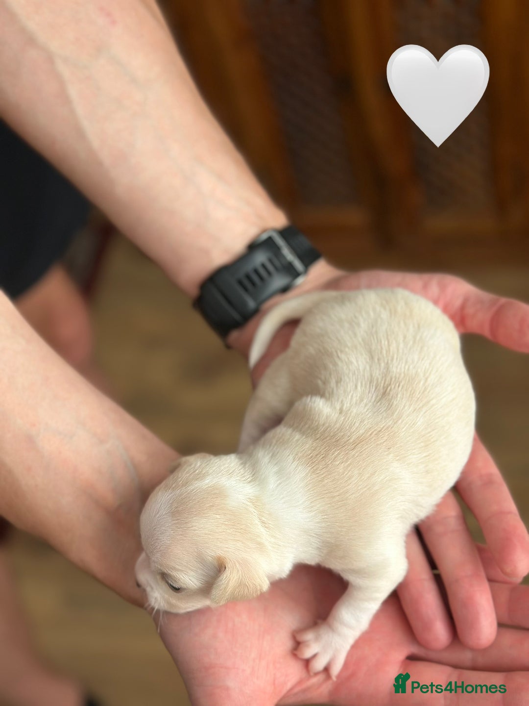 Chihuahua dogs for sale: 6 Gorgeous Chihuahua Puppies 🐶💙🩷🩷🩷🩷💙  - Image 30