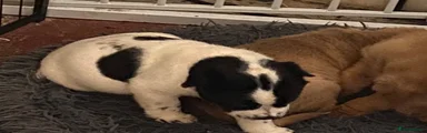 Mixed Breed 1 reserved