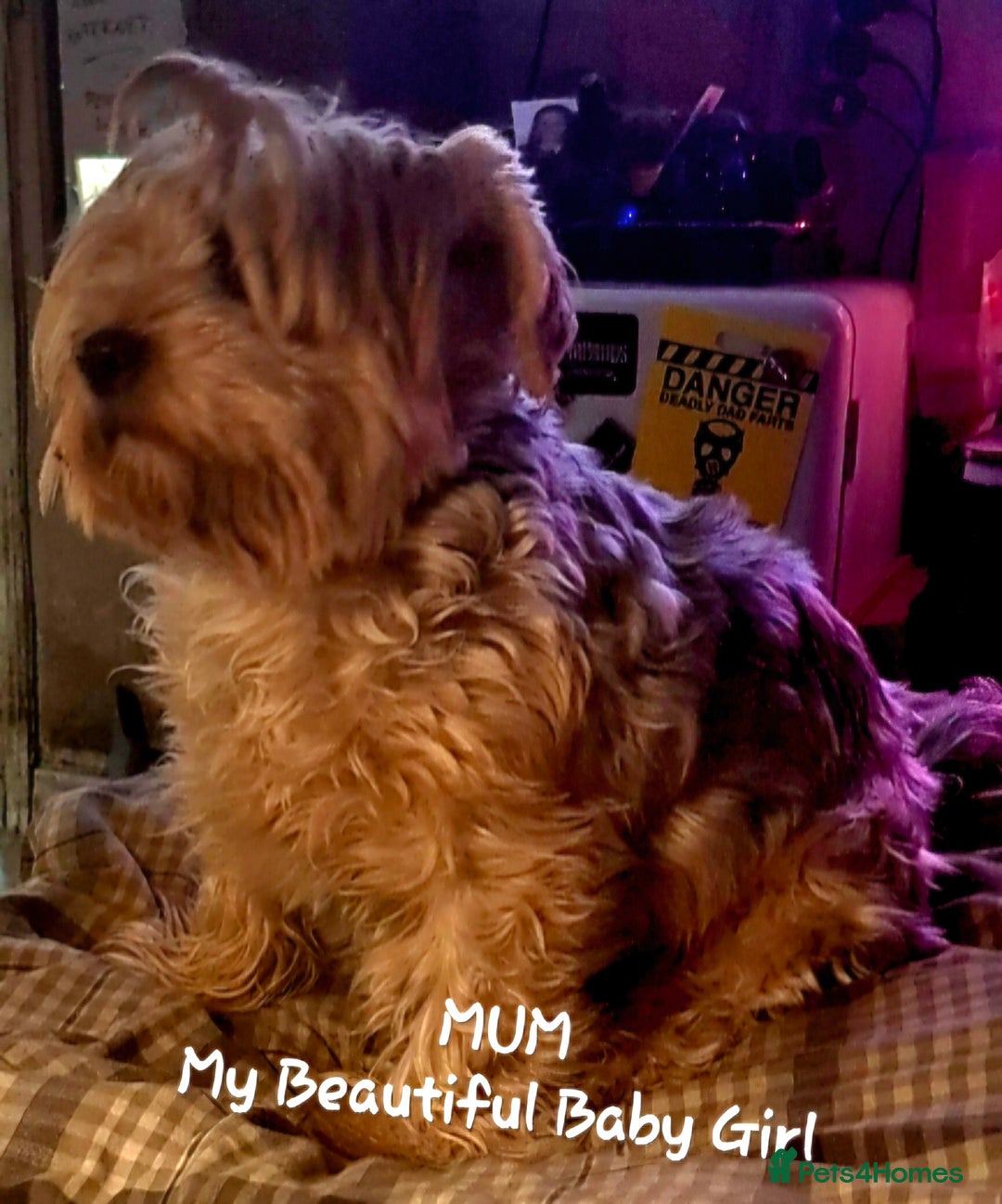 Yorkiepoo dogs for sale:  Yorkiepoo Puppies! Ready 4 Forever Homes 23rd Dec - Advert 2