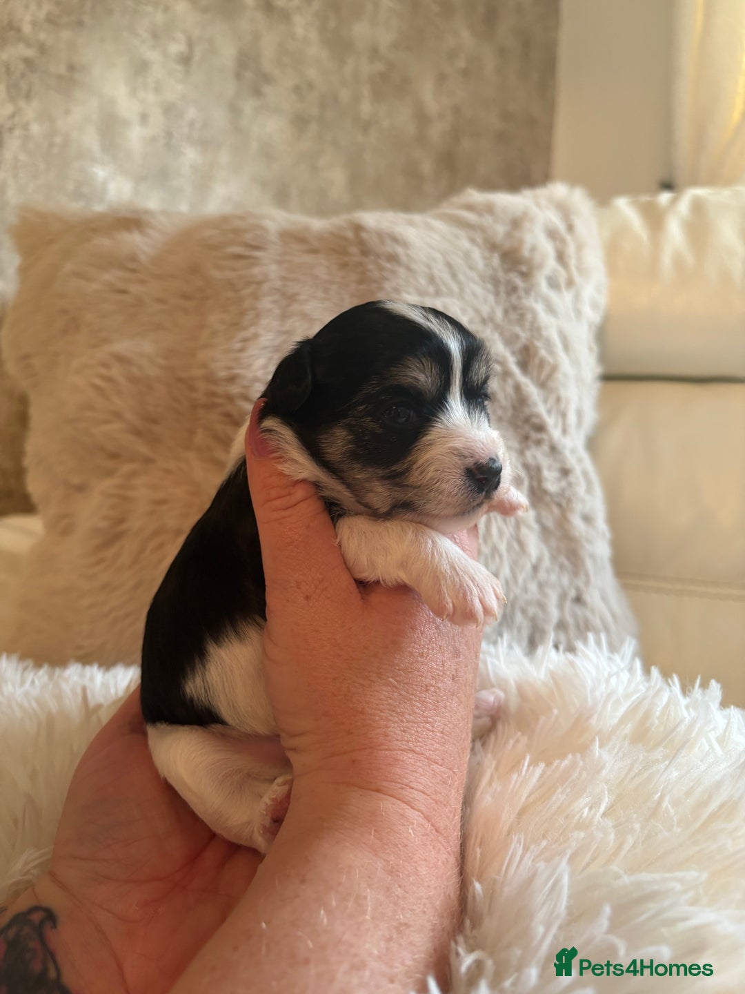 Morkie dogs for sale: Teacup Maltese/morkie babies  - Image 11