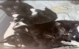 Bengal cats for sale: Cross Bengals  - Image 4