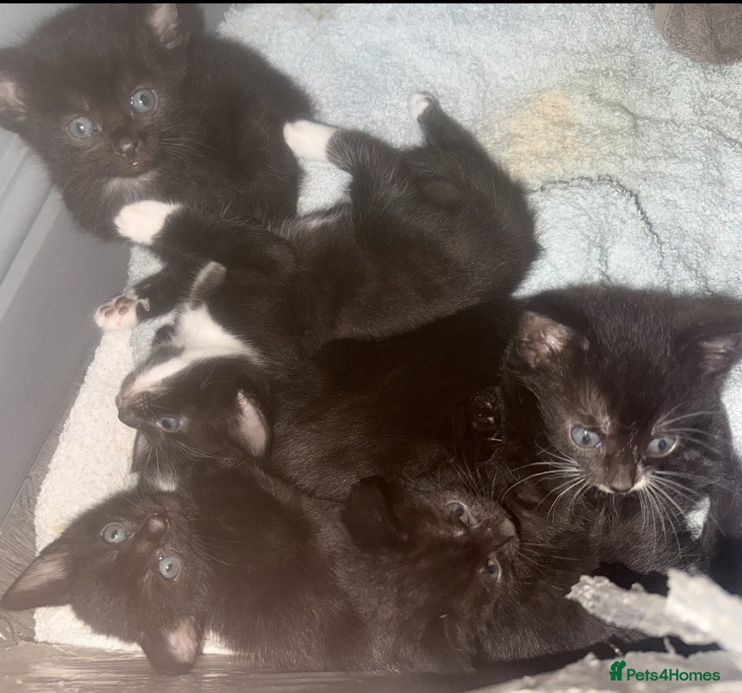 Bengal cats for sale: Cross Bengals  - Image 4