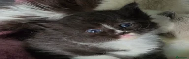 Siberian 3