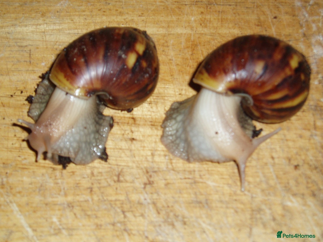 Snails invertebrates for sale: GIANT AFRICAN LAND SNAILS (fulica) - Image 2
