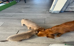 Chihuahua dogs for sale: One of a kind ChiPin Puppies - Image 21