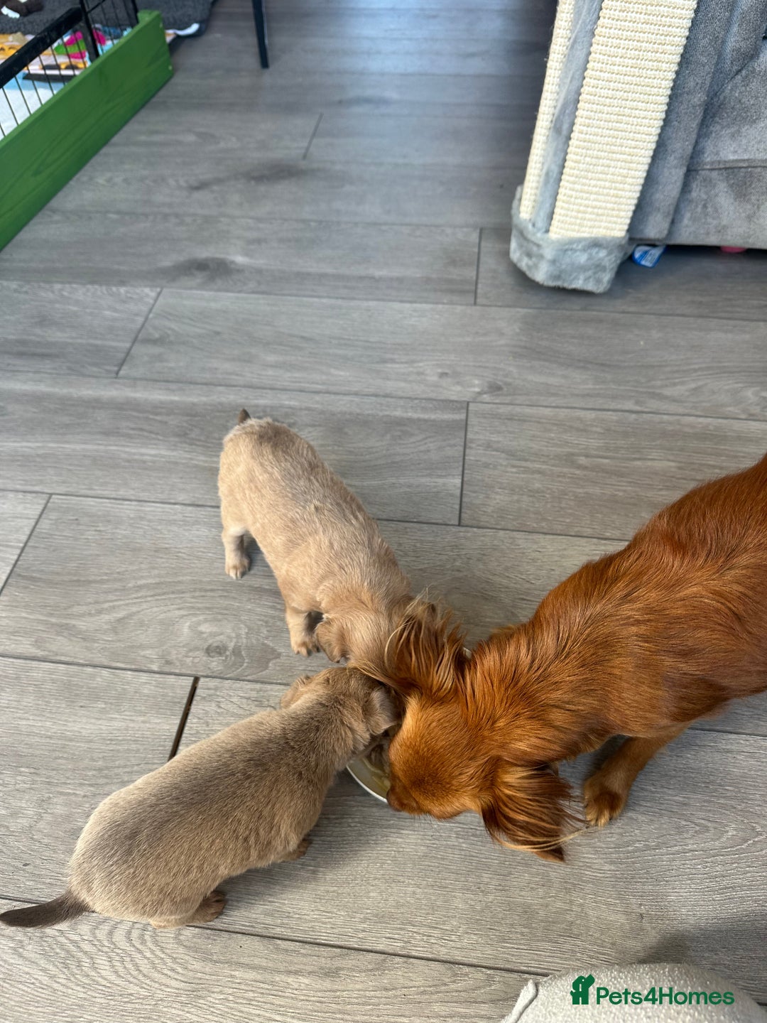 Chihuahua dogs for sale: One of a kind ChiPin Puppies - Image 21