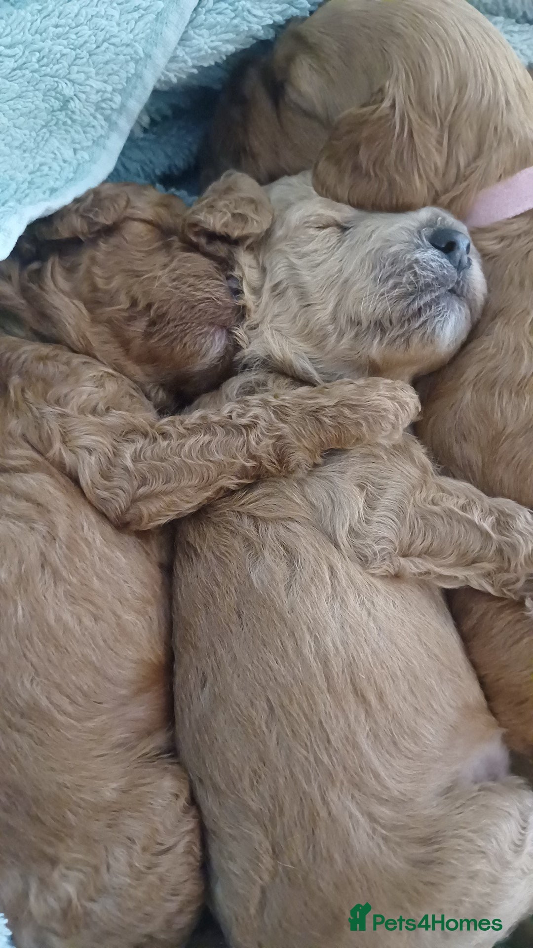 Cockapoo dogs for sale: Beautiful cockapoo puppies  - Image 21