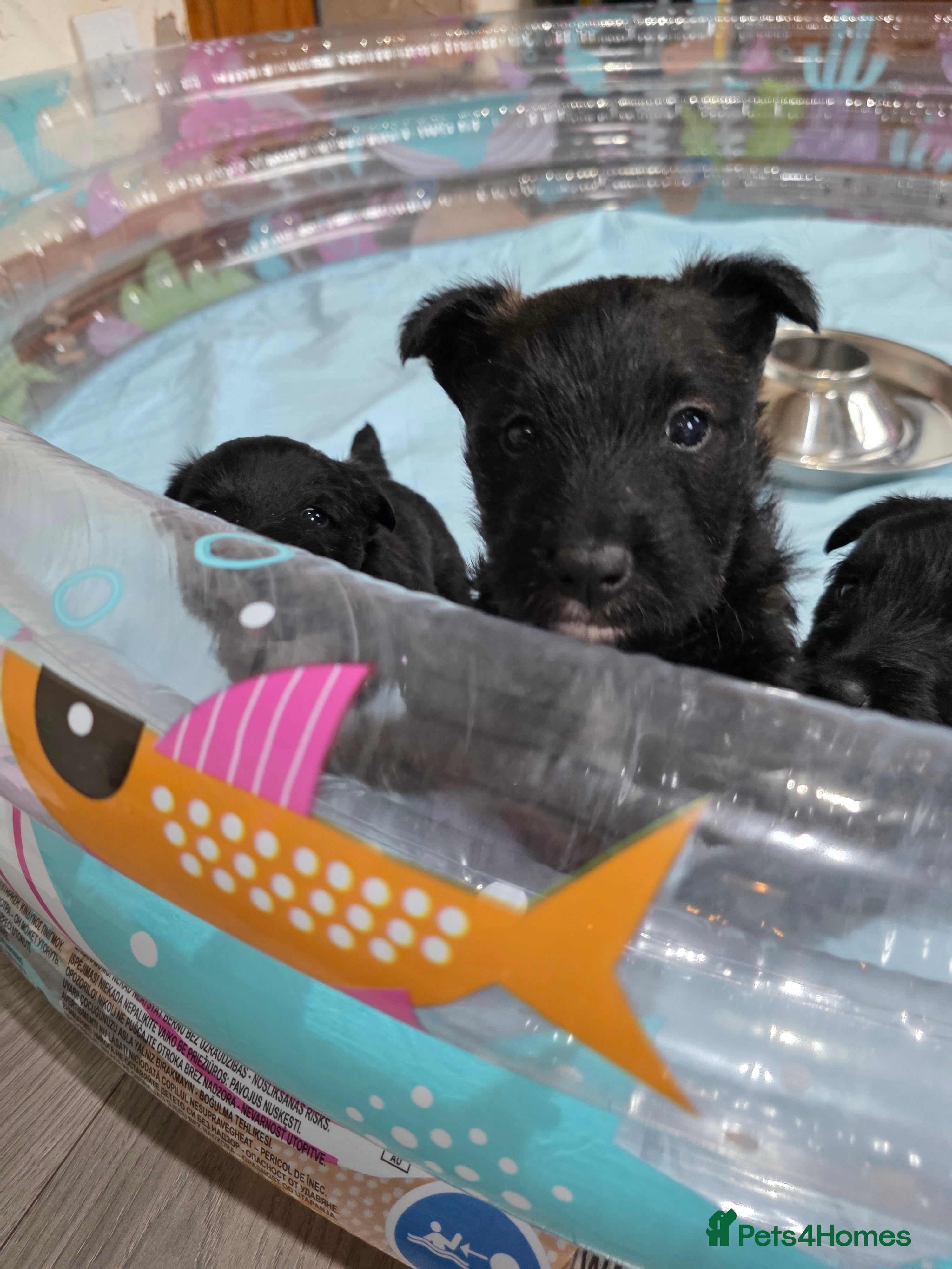 Mixed Breed dogs Scoland terriers  - Advert 12