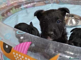 Mixed Breed dogs Scoland terriers - Advert 19