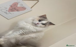 Ragdoll cats for sale: Beautiful Amira Gccf andTica Active  - Advert 2