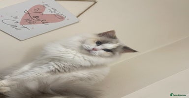 Ragdoll cats - Advert 9