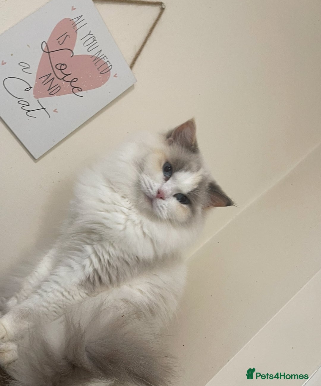 Ragdoll cats for sale: Beautiful Amira Gccf andTica Active  - Advert 2