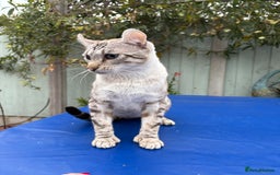 Keetso cats for sale: Superb polydactyl curled eared Keetso girl  - Image 9