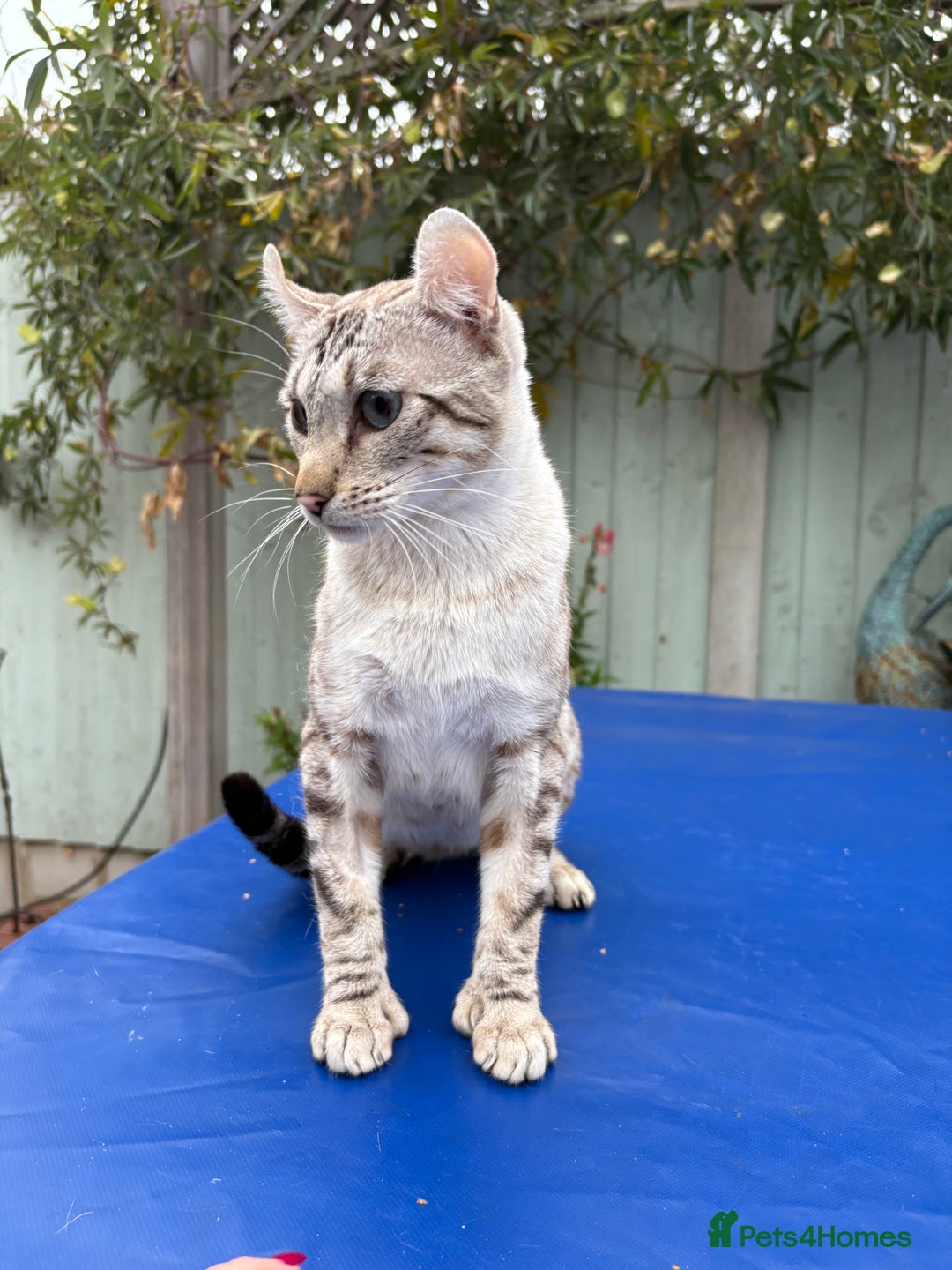 Keetso cats for sale: Superb polydactyl curled eared Keetso girl  - Image 9